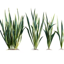 Sansevieria trifasciata